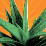 Healing Power of Plants