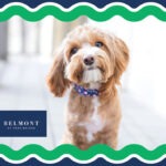 Discover a Pet-Friendly Lifestyle in Alpharetta at Belmont Park Bridge Apartment Homes Pet-friendly Belmont Park Bridge in Alpharetta, GA